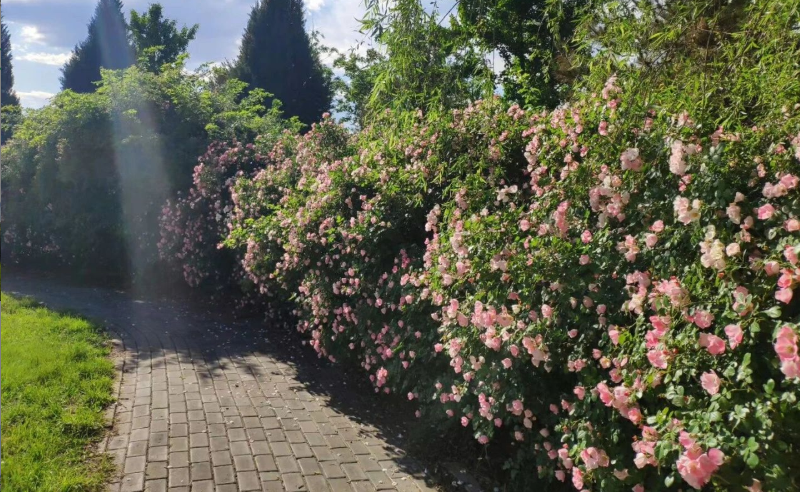 文旅部：春节假期国内旅游出游合计2.56亿人次，旅游收入3011亿元