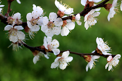 1.02亿！94.5%！清明假期旅游数据情况“新鲜出炉”！