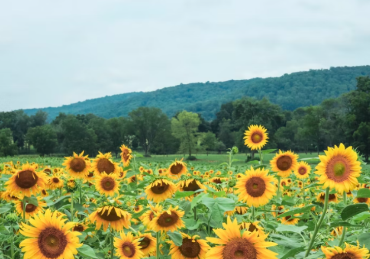 2022年国家级自然公园评审结果公示！