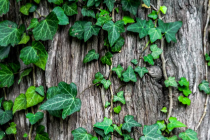 批复了！同意设立华南国家植物园